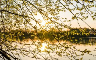 sspring time tree blooming