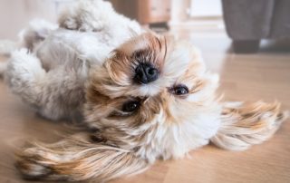 small dog laying on back